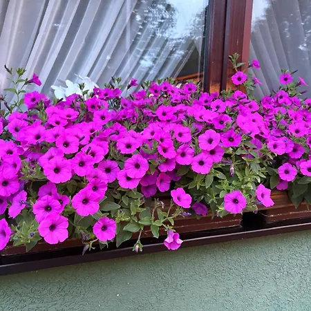 Gościnne Wibor Pensjonat