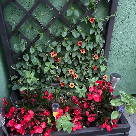 Gościnne Wibor Pensjonat *