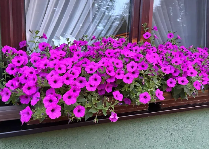 Goscinne Wibor Penzion